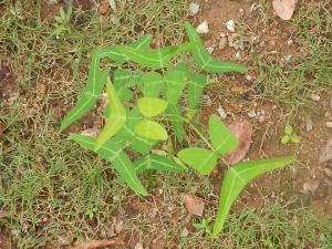 蝙蝠草