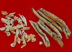 白鲜皮