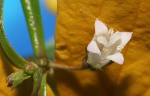 花色洁白