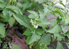 白花菜