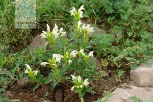 白花枝子花图册