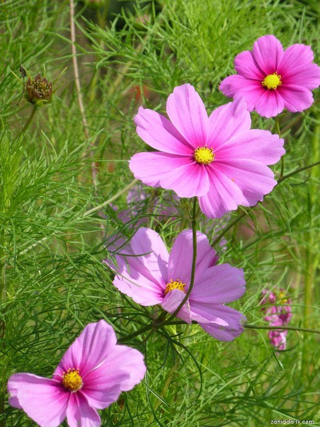 波斯菊