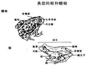 蟾蜍与青蛙的区别图
