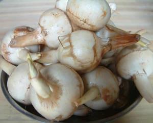 茨菇