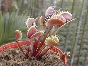 捕蝇草