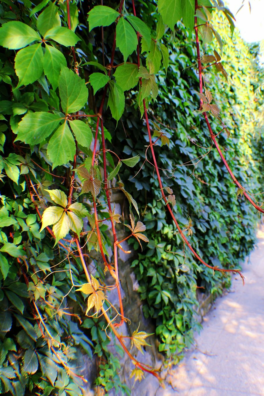 常春藤