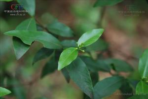 垂穗荛花植物形态-细轴荛花
