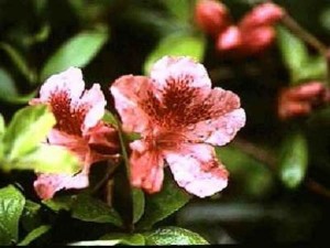 卡木普菲日杜鹃