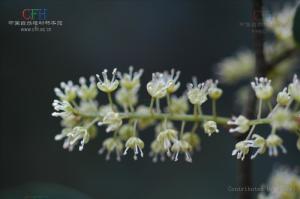 打虫果图册
