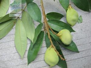 肥荚红豆图册