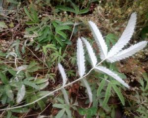 翻白草