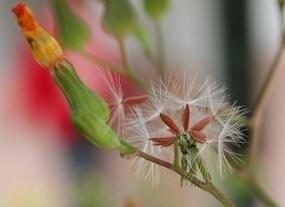 黄鹌菜