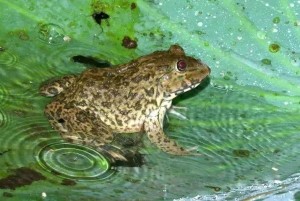 虎纹蛙