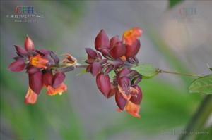 红花山牵牛