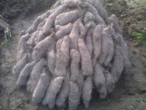 红山药