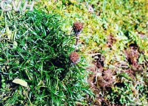禾叶风毛菊图册
