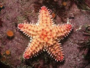 海星