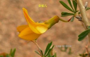 金雀儿 （阮国春 摄于新疆怪石峪）