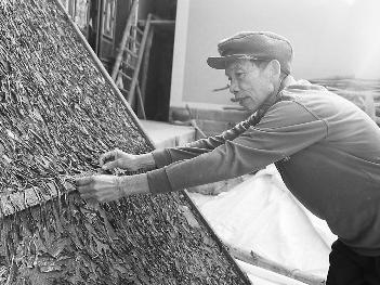 大新农民抓住商机发展特色产品苦丁茶