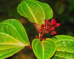 毛柄锦香草