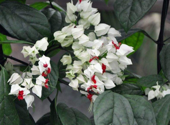 龙吐珠