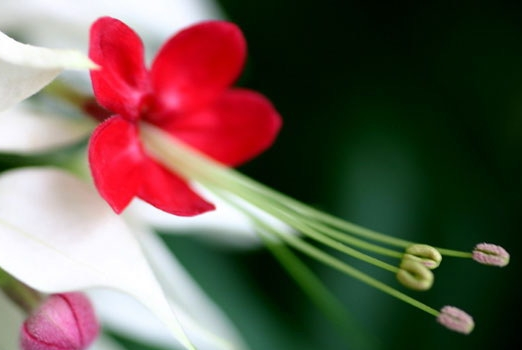 龙吐珠