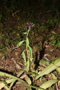 驱虫斑鸠菊