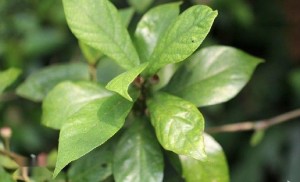 全缘琴叶榕