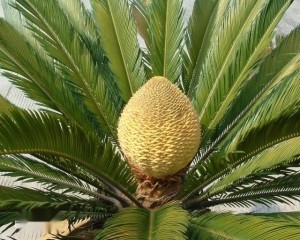 铁树