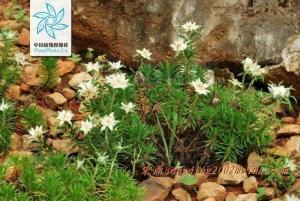 松毛火绒草图册