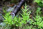 铁角凤尾草