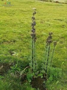 铁棒锤茎叶