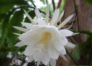 昙花