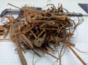 无花果根