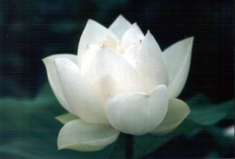 雪莲花