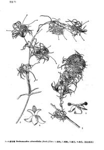 虾子草