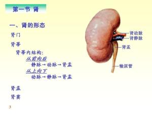 肾