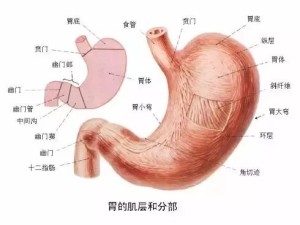胃