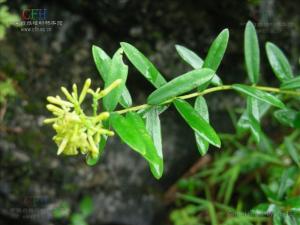 小黄构