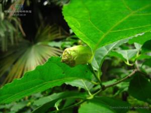 夏蜡梅图册