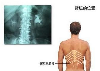 肾的位置