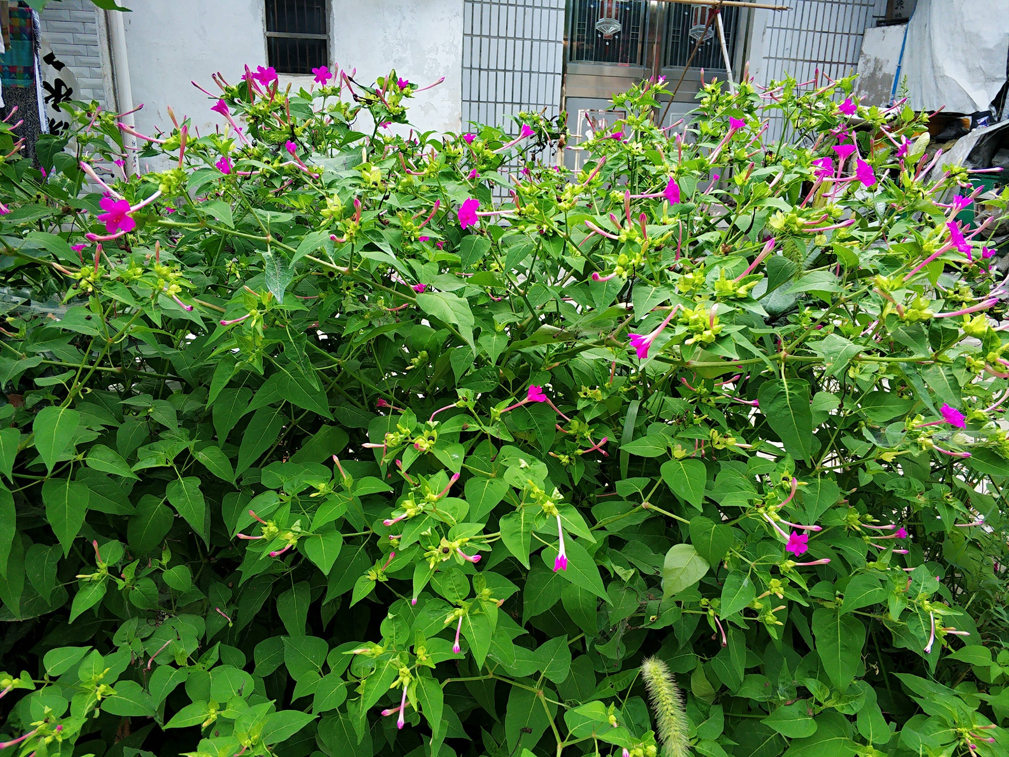 紫茉莉
