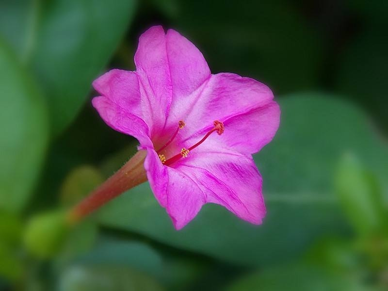紫茉莉