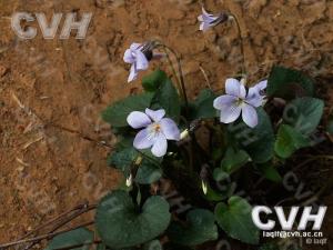 紫花堇菜图册