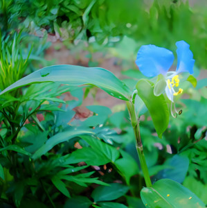 竹节菜