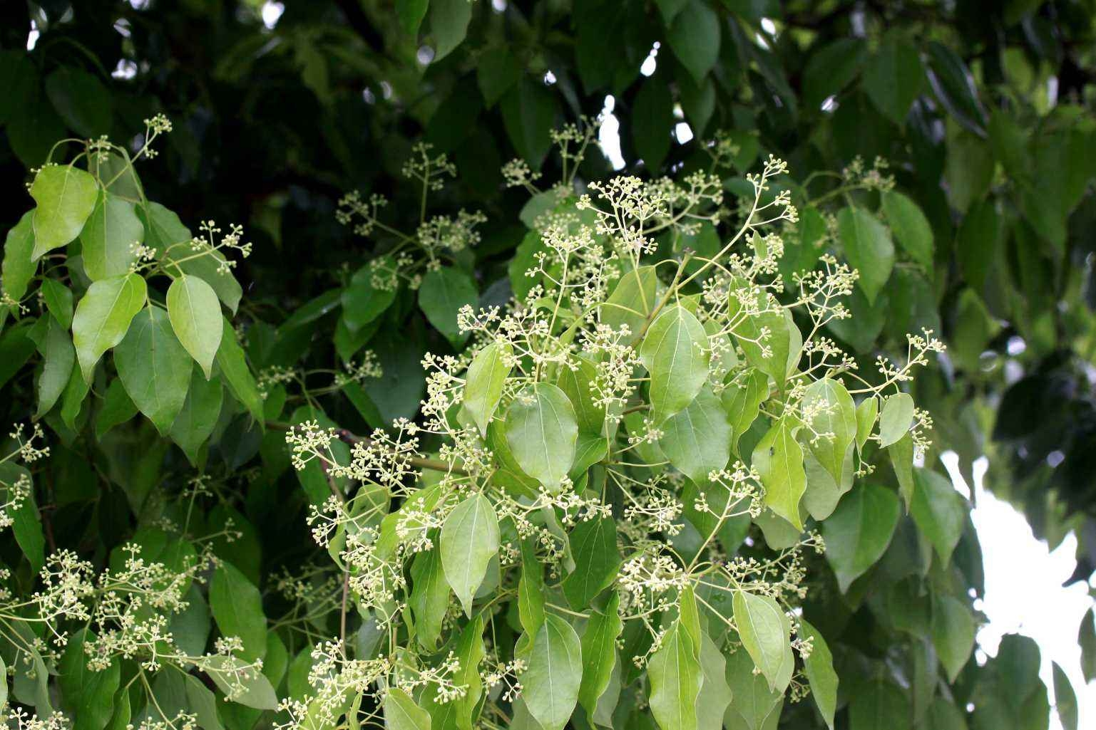 樟