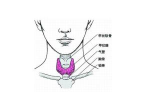 甲状腺