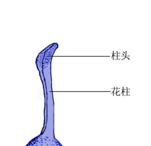 柱头