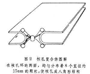 核膜