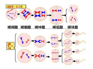 减数分裂